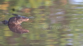 Monitor lizards in Indonesia