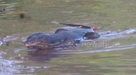 Monitor lizards in Indonesia
