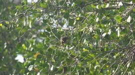 The plantain squirrel in Indonesia