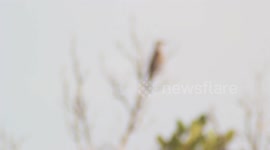 The plaintive cuckoo in Indonesia