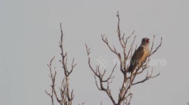The plaintive cuckoo (Cacomantis merulinus) in Indonesia