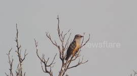 The plaintive cuckoo (Cacomantis merulinus) in Indonesia