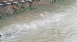 Dozens of fish leap out of lake in southern China
