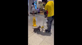 Puppy Plays With Mop at Shopping Mall
