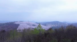 Cherry trees blossom next to forest devastated by fire as mountain's nature slowly heals