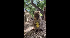 Adorable wild quokka tucks into a leaf in Australia