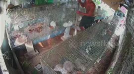 Farmer saves rabbit from being eaten alive by python