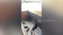 Critically injured king cobra rescued by soldiers released into wilderness after treatment