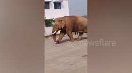 Hungry elephant smashes open factory door to steal grain in India