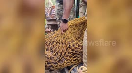 Tiger rescued after falling into well in south India