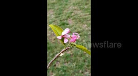 Tourist discovers rare orchid mantis in southwestern China