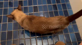 Pixie the knicker-obsessed Burmese cat - she loves sniffing and cuddling my undies!