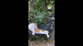 Pet dog climbs into hammock to swing peacefully