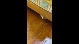 Cat hides under bed to avoid being told off by owner