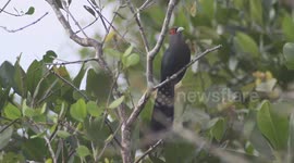 The chestnut-bellied malkoha in Indonesia