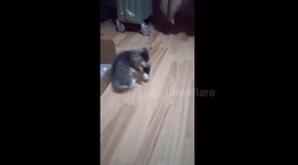 The first mouse I ever saw in my life, which my mother brought me when I was 5 weeks old, completely captivated me... I couldn't let go... Signed: Priki the kitten