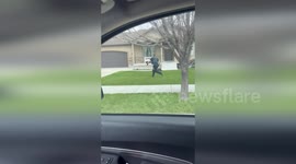 Officer catches a pig in Grantsville, UT, USA