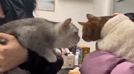 Timid Cat's Encounter Draws Sympathy As It Meets Companion At Hospital in China