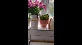 Kind Woman Gently Removes a Kingfisher From Her Kitchen