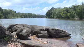 Prolonged drought in Suriname takes toll on local livelihoods