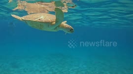 Turtle in open water swimming and eating, seen whilst snorkling in the Caribbean