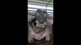 Happy Cow Brightens Farmer's Day with Unexpected Smile in China