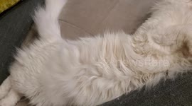 A funny  way of Milo napping with a silly way. Hello human what do you want ... hhhh