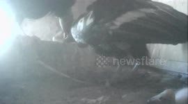 Seven endangered condor chicks born at Oregon Zoo