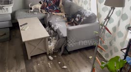 Cute dog looks really proud of herself after destroying owner's sofa