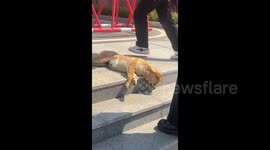 Sleeping dog on the steps in Dalian, China