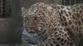 Chinese zoo expands enclosure for viral chubby leopard