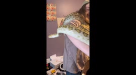 Giant python wrangling: Marshfield resident shows off massive serpent