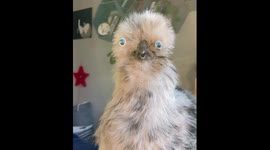 Chicken therapy: pro bono session for kids with special needs