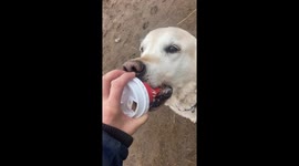 Dog obsessed with coffee cups and won't stop picking them up on walks