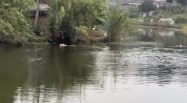 Pig swims across pond in daring escape bid