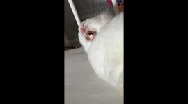 Adorable white bunny yawning, where you can see its big teeth