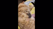 temp