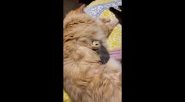Lost Baby Possum Burrows In Furry Cat