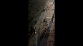 Two cats spotted quarrel in standing position on university campus in China