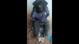 Hilarious Dog Disguise Amuses Chinese Netizens