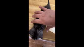 Clever Kitten Fakes Fainting After Being Held in Hand in China