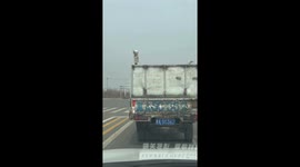 Ostriches with Head Covers on Truck Amuse Onlookers in China