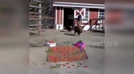 Kunekune pigs celebrate double birthday bash in Wisconsin