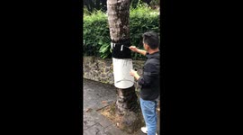 Artist paints awesome optical illusion on a tree