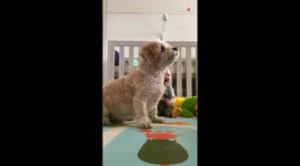 'Moments like this are Everything to me!' - Baby laughs her heart out while watching mom and doggo play