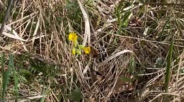 Golden Harmony: A Bumblebee's Dance with a Yellow Primrose