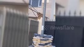 Lion On Loose Near Iraqi Capital