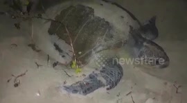 Sea turtle with hook stuck in mouth is rescued by wildlife officials in west India
