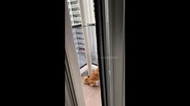 Dog 'helps' out ambulance by howling along from balcony in Japan