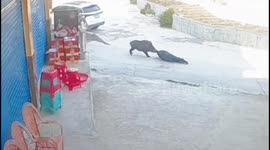 Heroic villagers save elderly man from savage wild boar attack in China